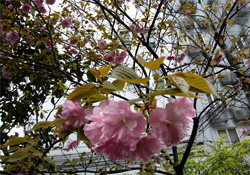 4月份適合種什么花？四月份種什么花好？