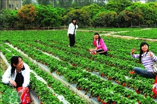 4月份可以摘草莓嗎？四月份有草莓可以摘嗎？
