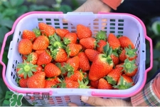 什么天氣摘草莓比較好？天氣多少度摘草莓最好？