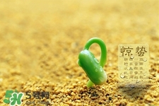 驚蟄如何養(yǎng)生？驚蟄前后如何養(yǎng)生？