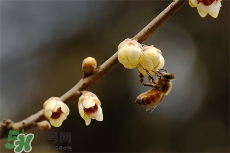 驚蟄要吃芋頭嗎？驚蟄為什么吃芋頭？