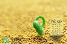 驚蟄可以動(dòng)針線嗎？驚蟄為什么不動(dòng)針線？