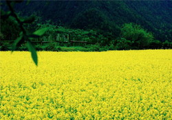 3月份能看到油菜花嗎？三月份有油菜花看嗎？
