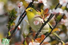 禽流感期間能接觸鳥糞嗎？碰到鳥糞會得禽流感嗎？