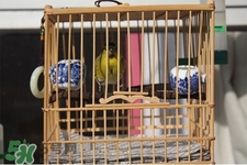 禽流感期間能接觸鳥糞嗎？碰到鳥糞會得禽流感嗎？