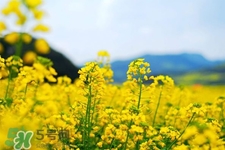 3月份能看到油菜花嗎？三月份有油菜花看嗎？