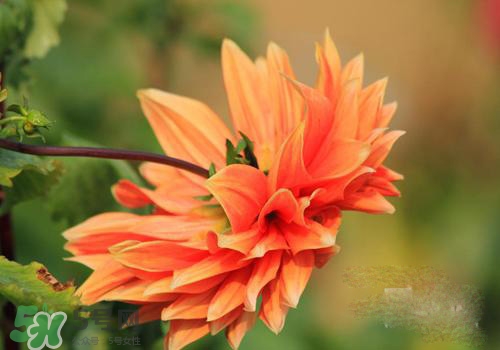 花粉過敏會(huì)遺傳嗎？花粉過敏為什么會(huì)遺傳？