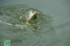 三月份可以釣魚了嗎？三月份好釣魚嗎？