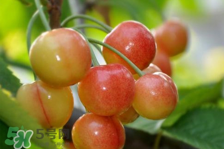 白玉櫻桃是什么？白玉櫻桃能吃嗎？