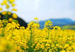 油菜花能開多久？油菜花花期有多長？