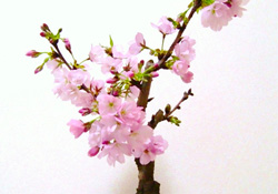 櫻花可以盆栽嗎？櫻花盆栽好養(yǎng)嗎？