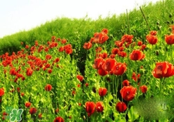 花粉過(guò)敏是感冒嗎？花粉過(guò)敏和感冒的區(qū)別