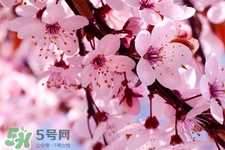 櫻花可以泡水嗎？櫻花泡水喝的功效與作用