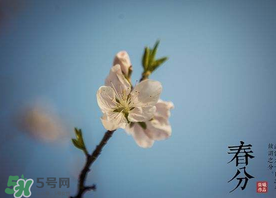 春分種什么菜？春分適合種什么菜？