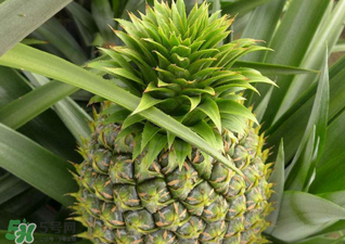 綠菠蘿可以吃嗎？菠蘿是綠的能吃嗎？