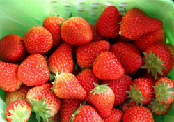 草莓可以帶上飛機(jī)嗎？坐飛機(jī)能帶草莓嗎？