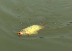 驚蟄前后可以夜釣鯉魚(yú)嗎？驚蟄前后釣魚(yú)技巧