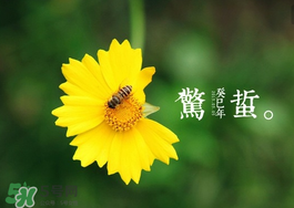 驚蟄前后可以種什么？驚蟄前后種什么蔬菜？
