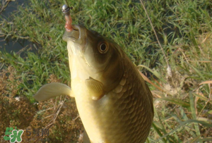 驚蟄前后可以夜釣鯉魚嗎？驚蟄前后釣魚技巧