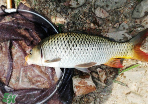 驚蟄前后可以夜釣鯉魚嗎？驚蟄前后釣魚技巧