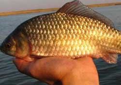 驚蟄前后好釣魚(yú)嗎？驚蟄前后釣魚(yú)技巧