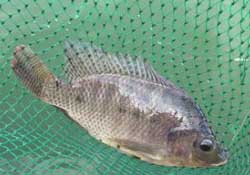 驚蟄能釣魚(yú)嗎？驚蟄釣什么魚(yú)好？