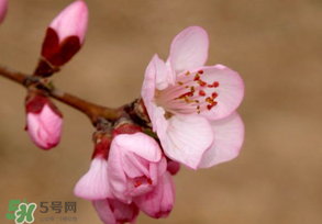 2017年春分是什么時候？2017年春分是幾月幾號？