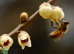 驚蟄過后一周會(huì)下雨嗎？驚蟄下雨好嗎？