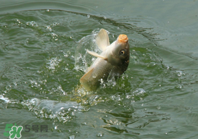 驚蟄過后好釣魚嗎？驚蟄后陰雨天好釣魚嗎？