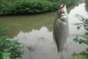 春分節(jié)氣好釣魚嗎？春分釣魚技巧