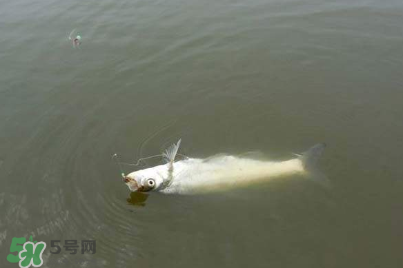 春分節(jié)氣好釣魚嗎？春分釣魚技巧