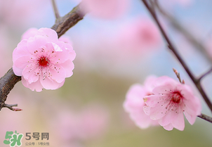 春分開什么花？春分什么花開？