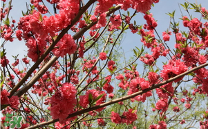春分開什么花？春分什么花開？