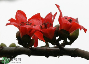春分會(huì)下雨嗎？春分節(jié)氣下雨好還是不好？