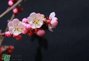 春分會(huì)下雨嗎？春分節(jié)氣下雨好還是不好？