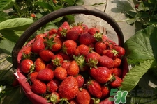 家里可以種草莓嗎？陽臺(tái)上可以種草莓嗎？