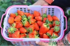 家里可以種草莓嗎？陽臺(tái)上可以種草莓嗎？
