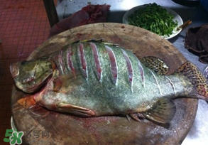 三月份吃什么魚(yú)？3月份吃什么魚(yú)好？