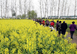 清明節(jié)出去旅游好嗎？清明節(jié)可以出去旅行嗎？