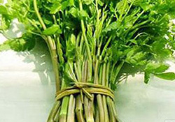 孕婦可以吃野芹菜嗎？孕婦吃野芹菜有什么好處？