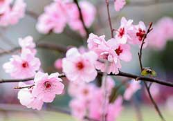 春分開什么花？春分什么花開？