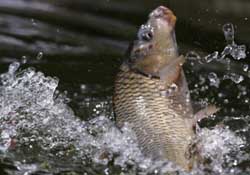 驚蟄過(guò)后好釣魚(yú)嗎？驚蟄后陰雨天好釣魚(yú)嗎？