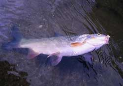 3月份釣魚用什么餌料？三月份釣魚用什么魚餌？