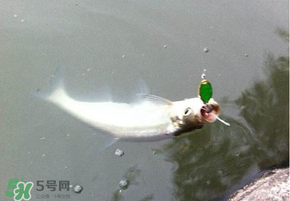 ?3月份可以釣翹嘴嗎？翹嘴幾月份好釣？