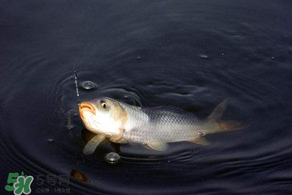 3月份釣魚(yú)用什么餌料？三月份釣魚(yú)用什么魚(yú)餌？