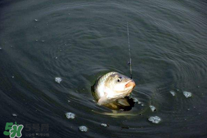 3月份釣魚(yú)用什么餌料？三月份釣魚(yú)用什么魚(yú)餌？