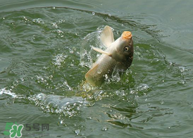 三月份釣鯉魚好釣嗎？3月份釣鯉魚用什么好？