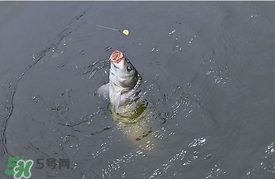三月份釣鯉魚好釣嗎？3月份釣鯉魚用什么好？