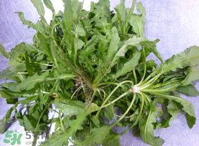 薺菜葉子黃了能吃嗎？薺菜發(fā)黃能吃嗎？