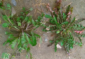 野生薺菜長什么樣？野生薺菜怎么識別？